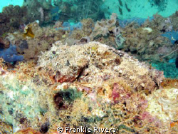 Can you see me?  Are you sure???
Spotted Scorpion Fish @... by Frankie Rivera 